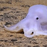 Descubren una nueva y adorable especie de pulpo a cuatro kilómetros de profundidad en Hawái