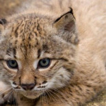 La lince Hubara da a luz a cuatro cachorros en el Centro de cría de Granadilla