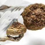 La universidad Johns Hopkins establece la dosis de psilocibina para una mejora psicológica sin riesgos [ENG]