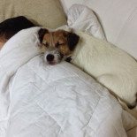 Un ángel de cuatro patas que puede salvarte la vida