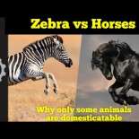 ¿Por qué los caballos fueron domesticados y las cebras no?
