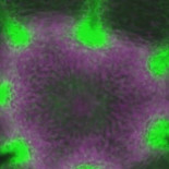 Biofísicos descubren cómo la hidra abre su boca