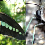 El ojo de esta mariposa tiene 15 tipos de fotorreceptores