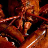 Cómo la langosta pasó de ser comida para cerdos a cena de ricos