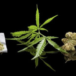 México legaliza el cultivo y consumo de marihuana con fines lúdicos por primera vez