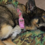 Encuentran sana y salva a perra pastor alemán que había caído al océano hace cinco semanas