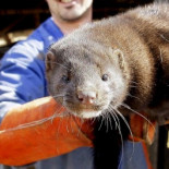 El Tribunal Supremo prohíbe la cría del visón americano y la venta de cangrejo rojo