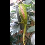 Nacimiento de un camaleón