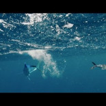 Cazando peces voladores [EN]