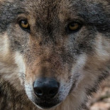 Vaélico, el dios lobo