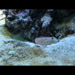 Un pez cava un agujero debajo de una roca y una estrella de mar intenta robárselo