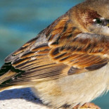 ¿Es macho o hembra? Guía para diferenciar animales que parecen iguales