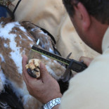 El águila imperial ibérica remonta el vuelo cercada aún por amenazas