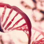 Descubren cómo almacenar datos en el ADN