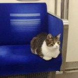El gato que viaja solo en el Metro de Tokio [ENG]