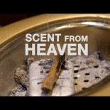 Un árbol de 23 millones de dólares