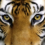 Por qué el número de tigres aumentó por primera vez en 100 años