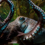 Pulpo hace una gran evasion del acuario de Nueva Zelanda [ENG]