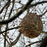La avispa asiática, una invasión imparable a un ritmo de 50 kilómetros/año