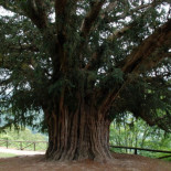 Los 11 árboles más bonitos de España