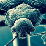 Las chinches tienen ahora la piel más gruesa para protegerse mejor de los insecticidas