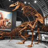 La ciencia está hecha por seres humanos, y los seres humanos son idiotas