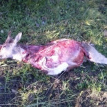 Dos furtivos mataban a sus victimas a martillazos