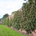 Muros frutales: Agricultura urbana en el 1600