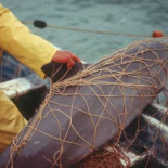 La vaquita podría extinguirse este año si sigue la caza furtiva del totoaba