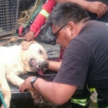 Perro de rescate muere de agotamiento tras salvar a 7 personas del terremoto de Ecuador