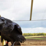 Los cuervos se equiparan en intelecto a los chimpancés