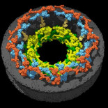 Revelan la estructura interna de los poros nucleares de las células (ING)