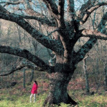 El roble envenenado en Cáceres será un “monumento a la insensatez humana”