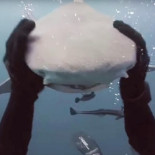 El tiburón que pide ser acariciado [ENG]