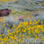 Furtivos asesinan a tiros a Scarface, el oso de Yellowstone