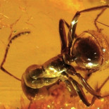 Fósiles lingüísticos