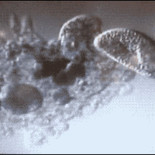 Ameba se come a 2 paramecios desprevenidos