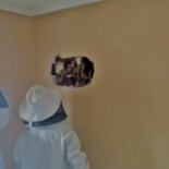 25.000 abejas tras el pladur y sin saberlo