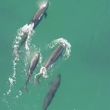 Un dron graba como un grupo de orcas falsas  cazan, matan y se comen a un tiburón