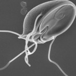 El organismo que tiró por tierra lo que sabíamos sobre la respiración celular