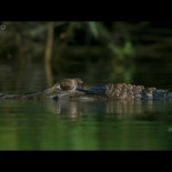 Un grupo de nutrias gigantes ataca a un caimán (Eng)