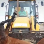 Director del Plan Romero: "Es una vergüenza que haya rocieros que ni quitan la silla al caballo"