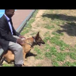 Así evita un perro entrenado un apuñalamiento [ENG]