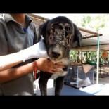 El perro al que le ha crecido una nueva cara (ENG)