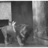 Sacrifican a dos leones en un zoo de Chile para salvar a un hombre que quería suicidarse