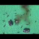 Un dron recoge cómo 70 tiburones devoran una ballena muerta