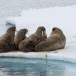 Una morsa ahoga a un hombre que se hizo selfis con ella y a su cuidador del zoo