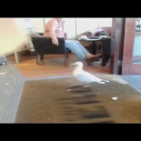 Pillan a una gaviota robando