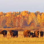 El gobierno ultraconservador polaco comienza la tala del mayor bosque virgen de Europa: Białowieża [ENG]