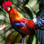 El periplo del pollo: salió de la selva peleando y fue despreciado por doquier hasta que conquistó el mundo